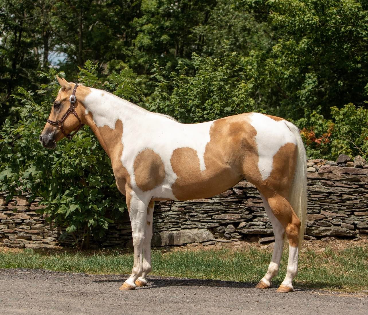 Barbie-Paint-Mare