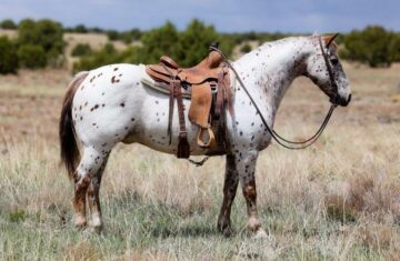 Baxter-Quarter-Gelding