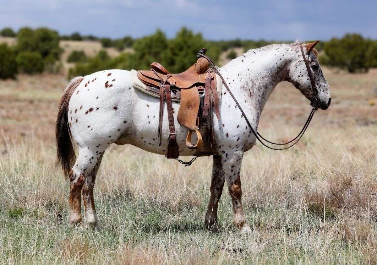 Baxter-Quarter-Gelding