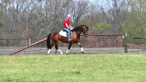 Beauty-Friesian-Mare