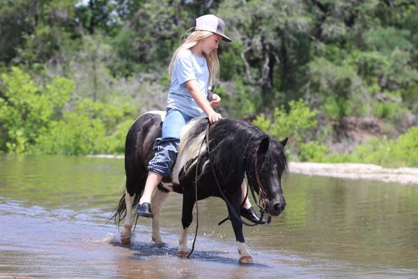 Bella-Miniature-Mare