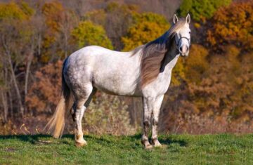 Bella-Mustang-Mare