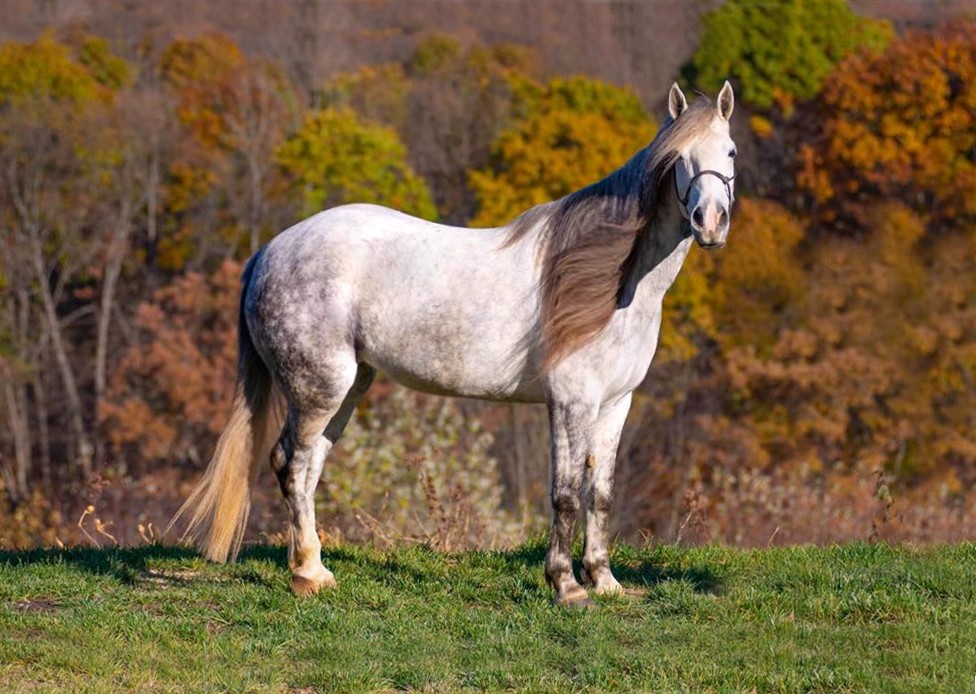 Bella-Mustang-Mare