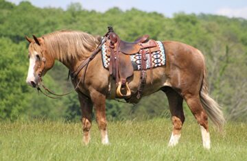 Benji-Draft-Gelding