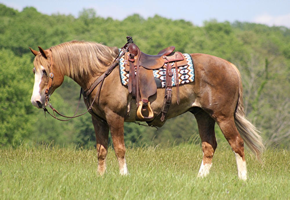 Benji-Draft-Gelding