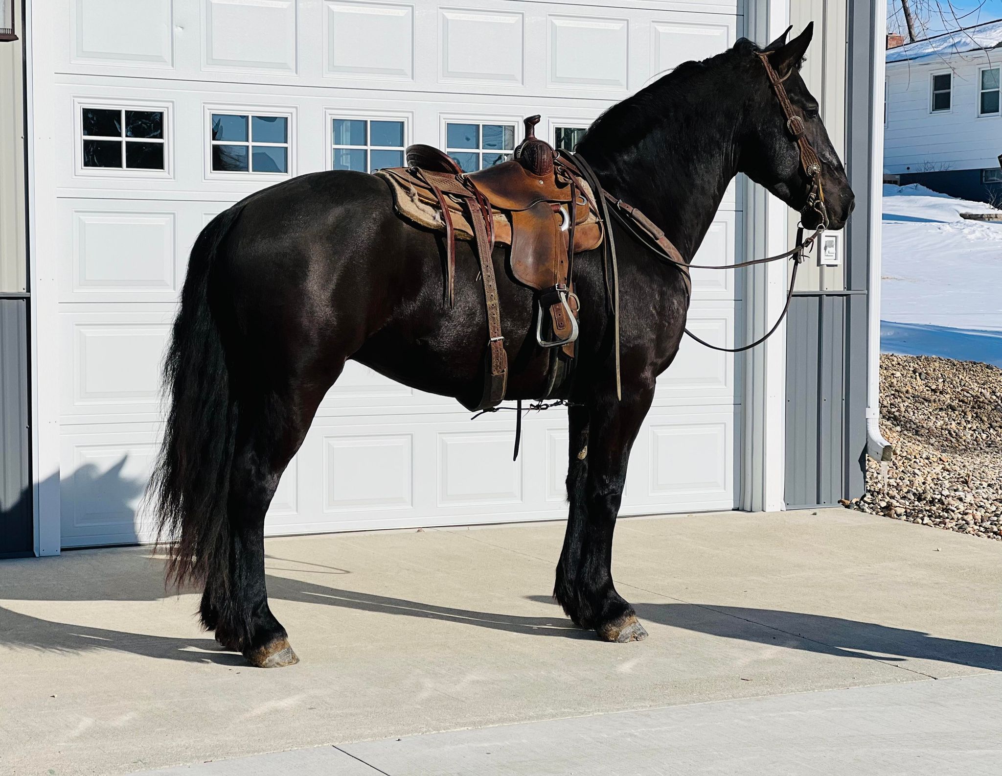 Bentley-Quarter-Gelding