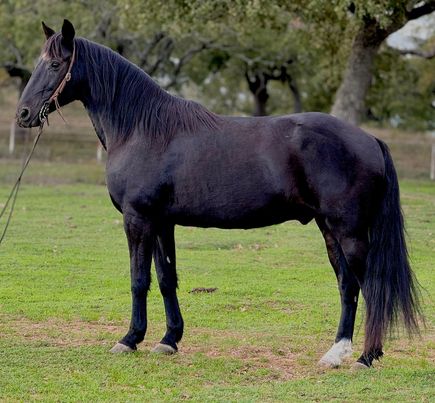 Black-Beauty-Tennessee-Walking-Gelding
