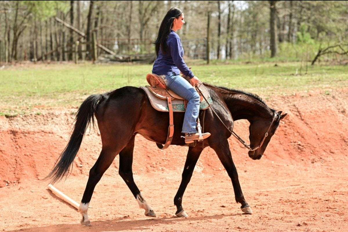 Black-Bull-Thoroughbred-Gelding-1