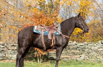 Blackjack-Tennessee-Walking-Gelding