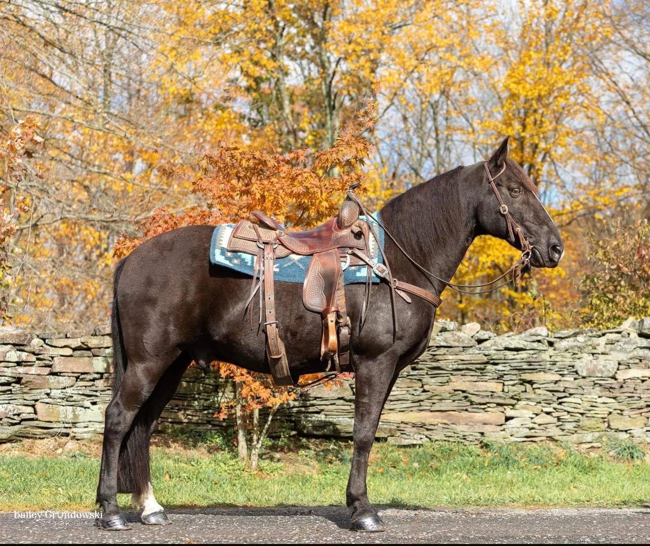 Blackjack-Tennessee-Walking-Gelding