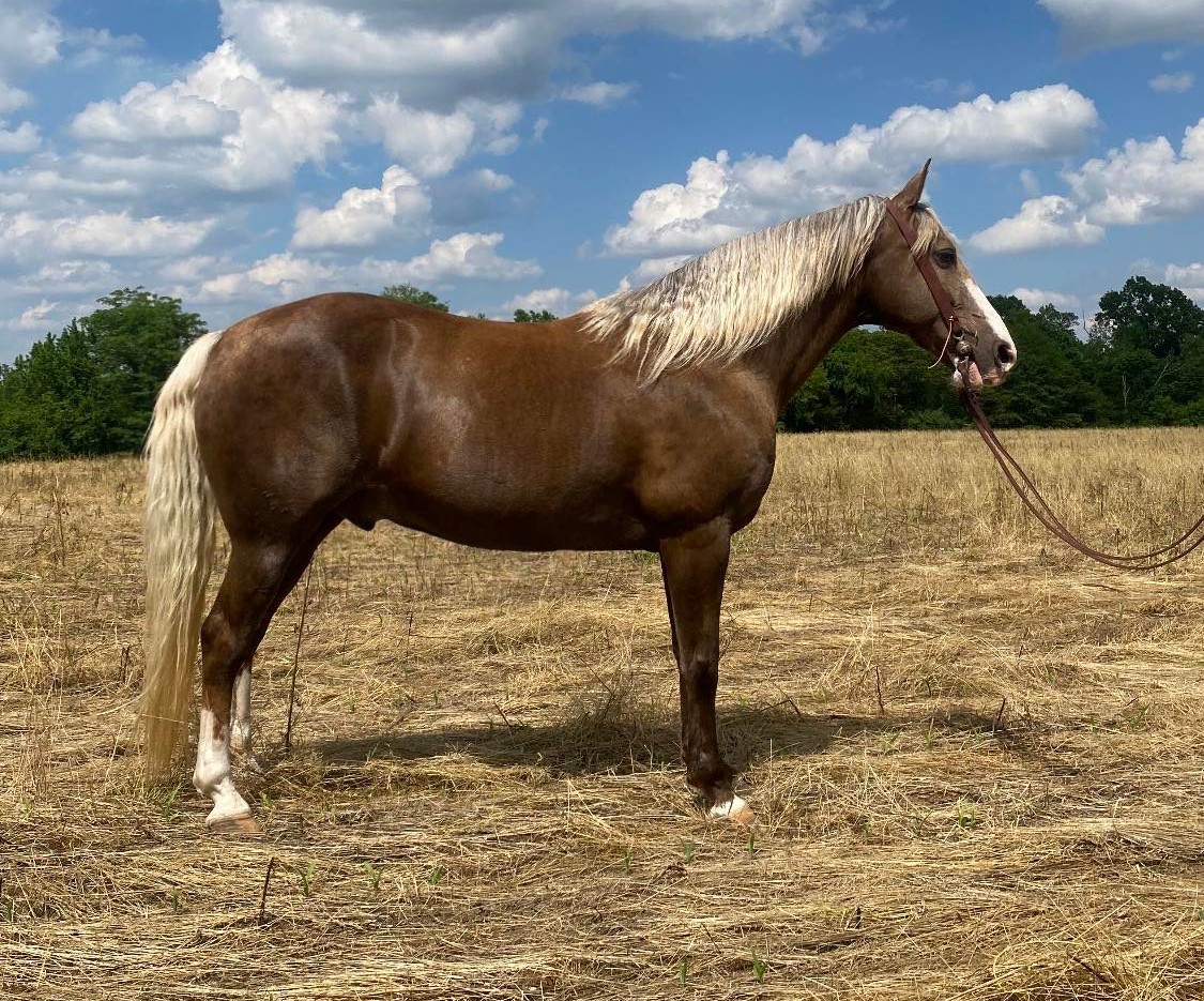 Blaze-Kentucky-Mountain-Gelding
