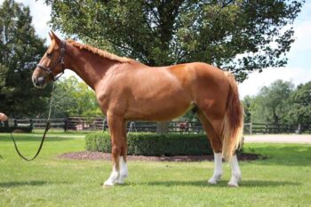 Blaze-Warmblood-Gelding-1