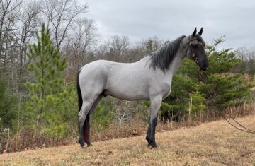 Blue-With-A-Vengence-Tennessee-Walking-Gelding