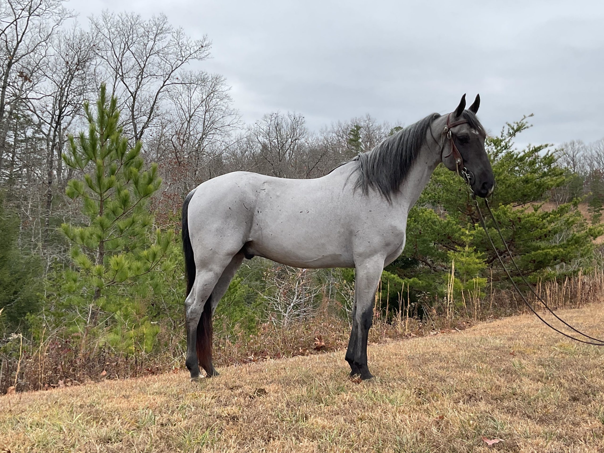 Blue-With-A-Vengence-Tennessee-Walking-Gelding