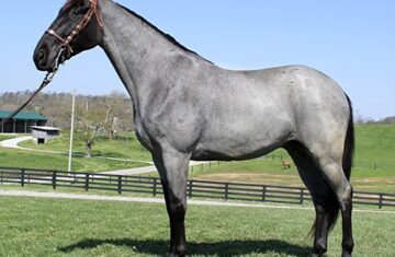 Bold-Blue-Storm-Tennessee-Walking-Gelding