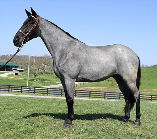 Bold-Blue-Storm-Tennessee-Walking-Gelding