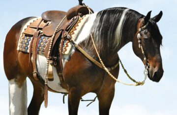 Bold-Friesian-Gelding
