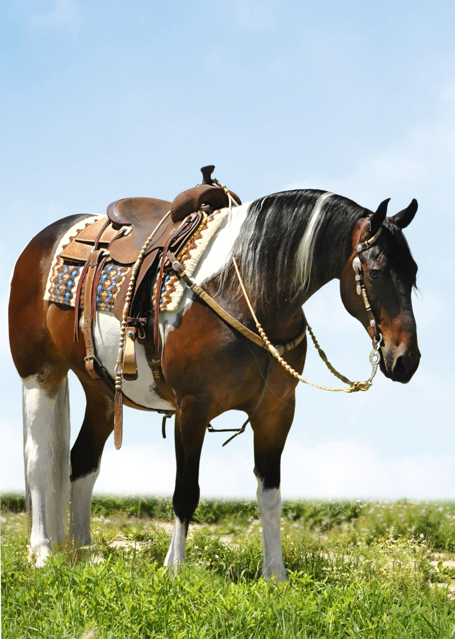 Bold-Friesian-Gelding
