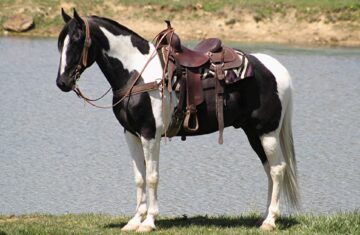 Bones-Tennessee-Walking-Gelding