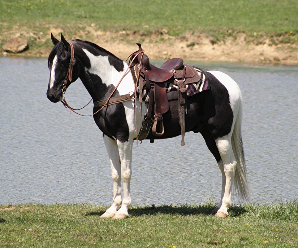 Bones-Tennessee-Walking-Gelding