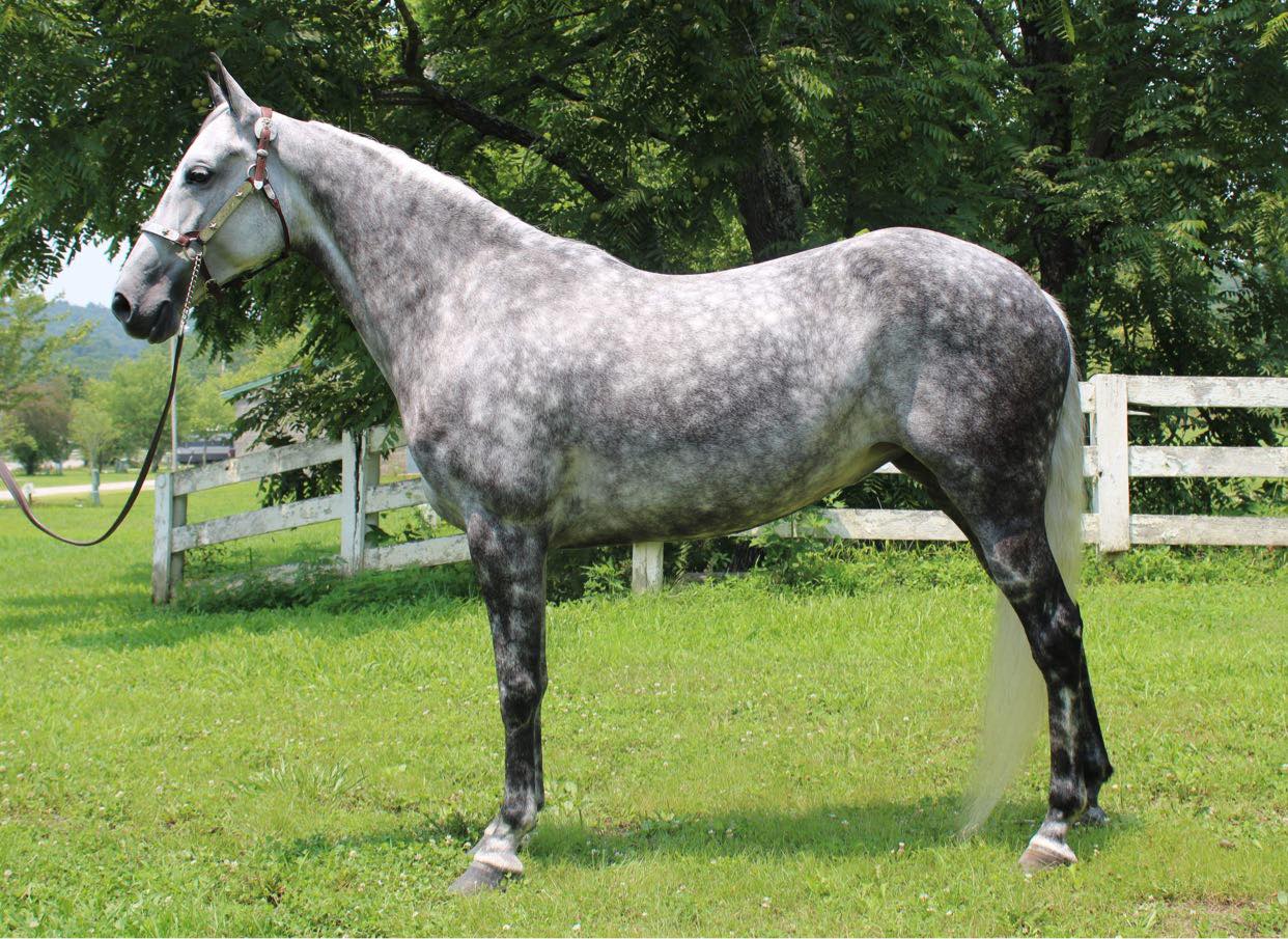 Bonnie-Blue-Tennessee-Walking-Mare