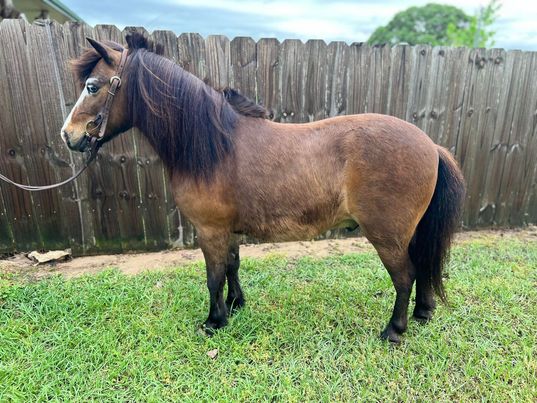 Bowzer-Pony-Gelding