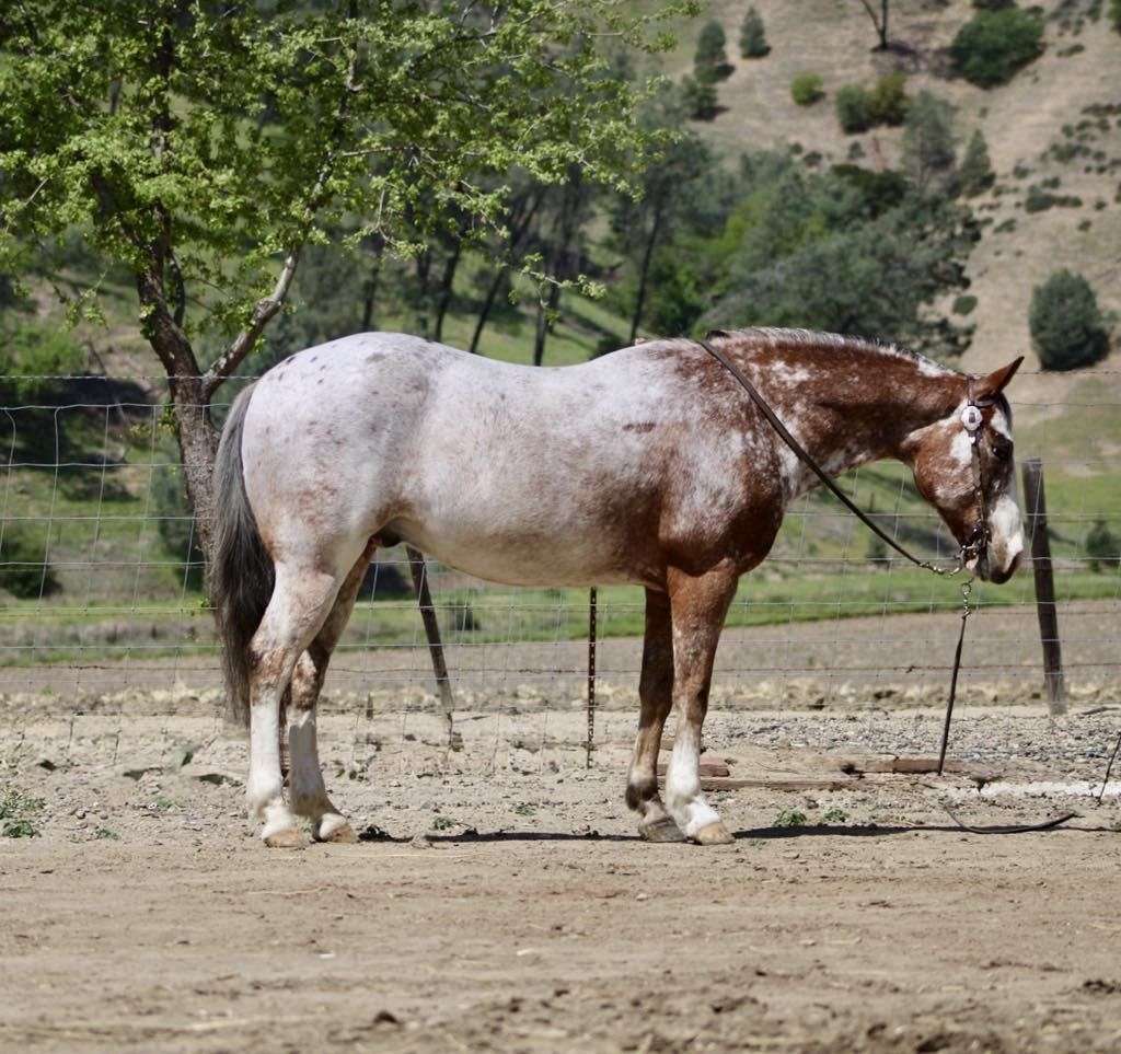 Brick-Appaloosa-Gelding