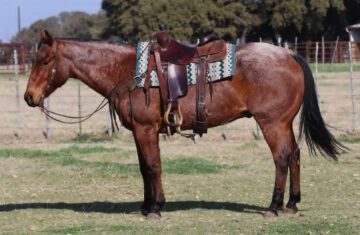 Brimsley-Quarter-Gelding