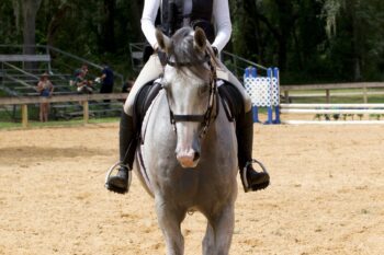 Brody-Warmblood-Gelding-1