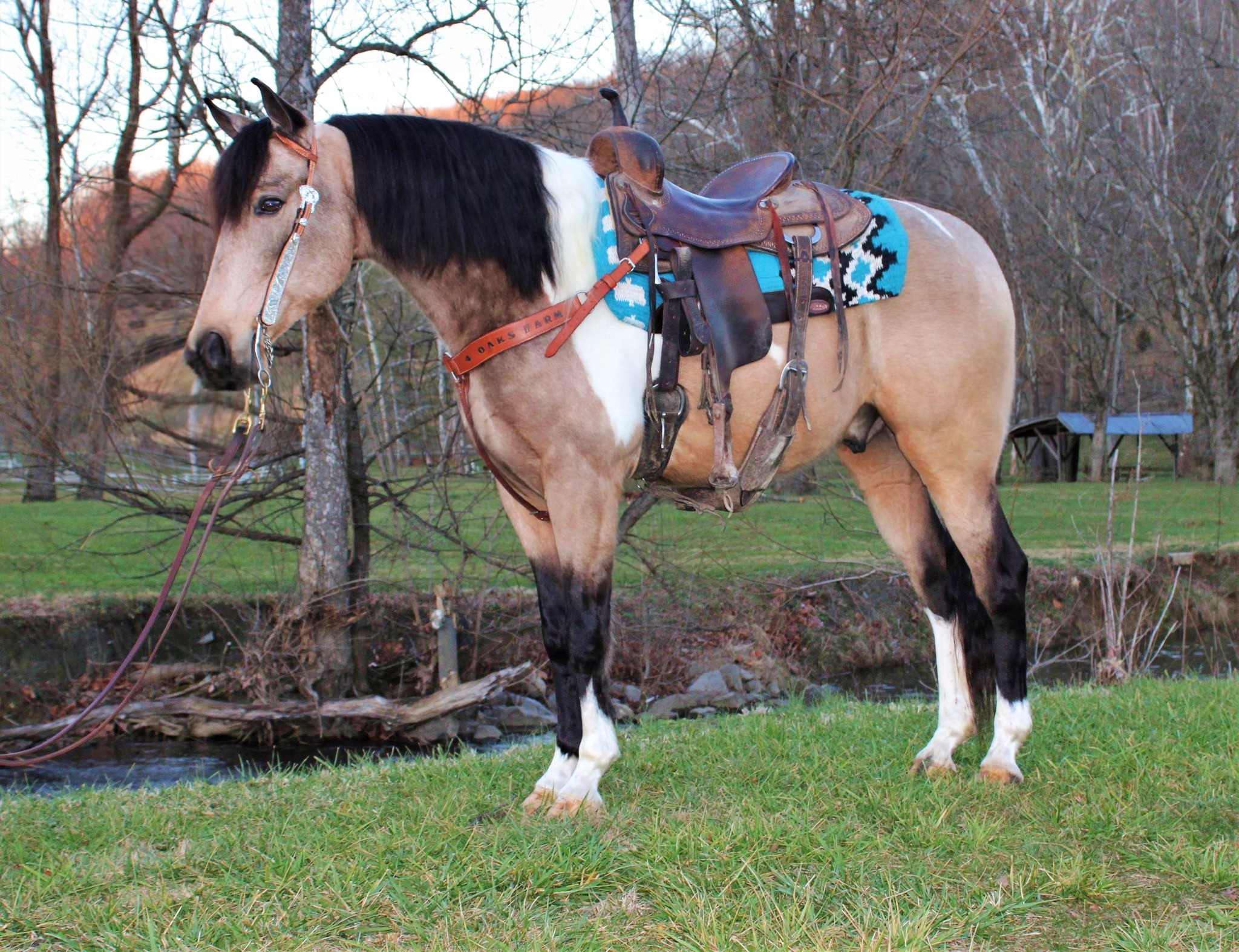 Buckshot-Saddlebred-Gelding
