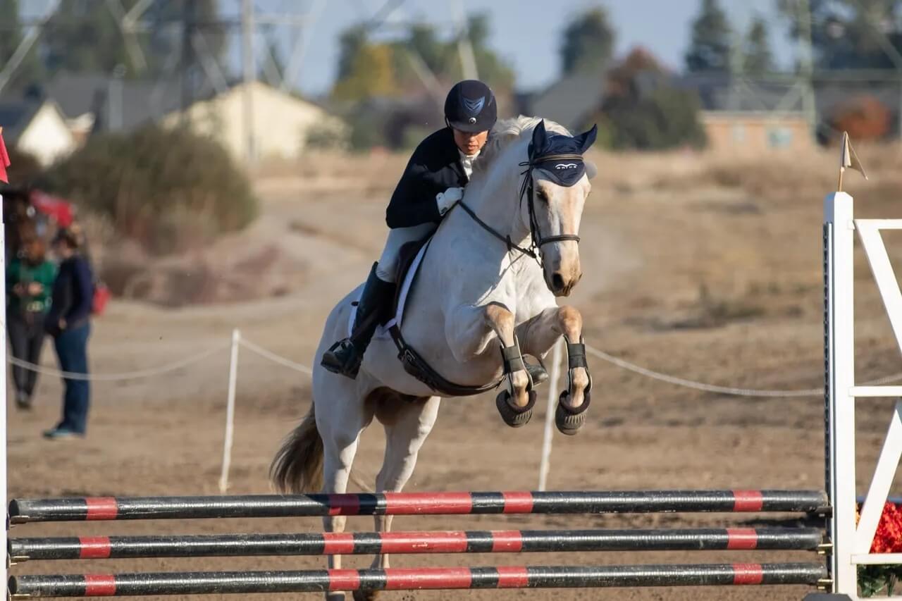 Burgeon-Sport-Horse