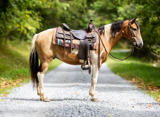 Butterscotch-Pony-Gelding