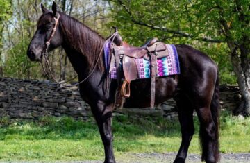 Buzz-Friesian-Gelding