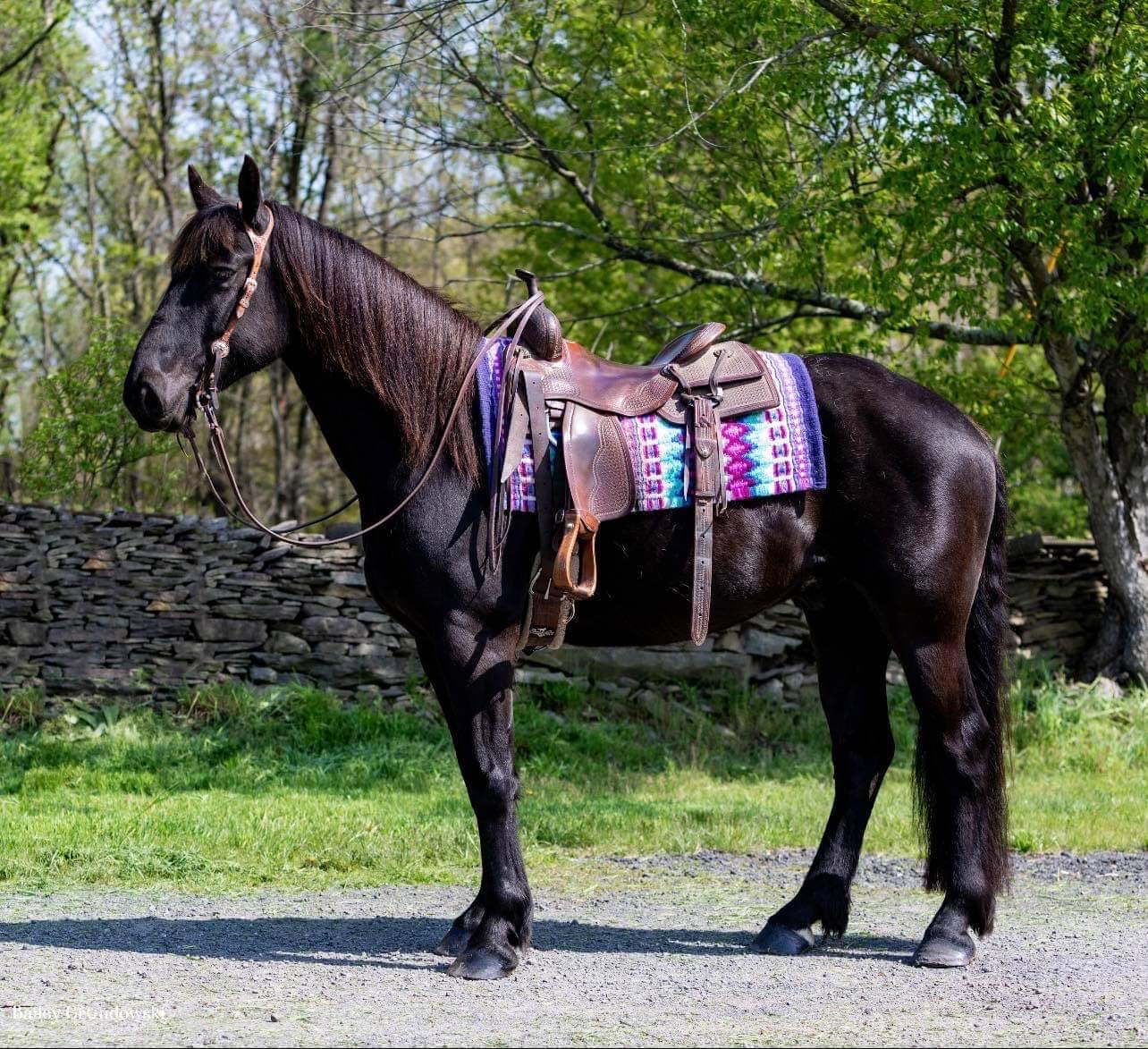 Buzz-Friesian-Gelding