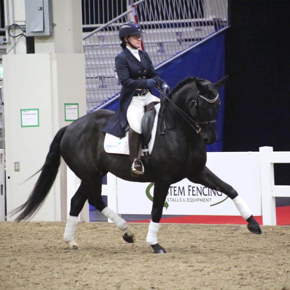 CJ-sport-horses-1