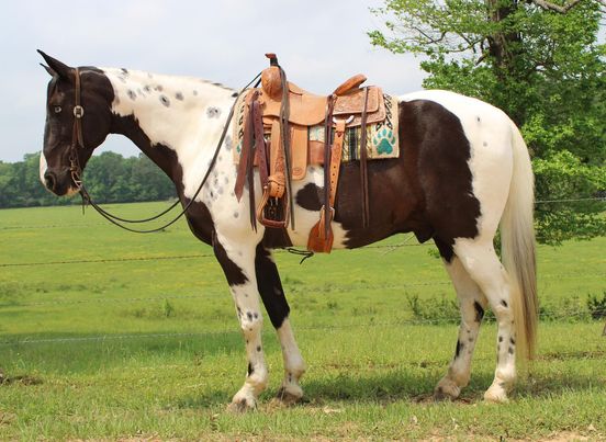 Cadillac-Tennessee-Walking-Gelding