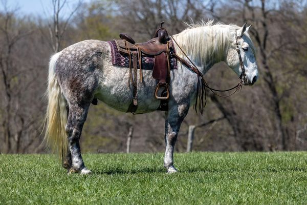 Caesar-Draft-Gelding