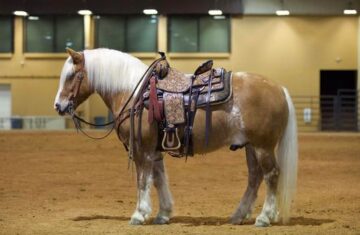 Carmel-Haflinger-Gelding