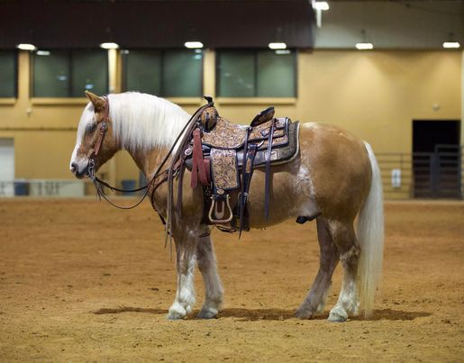 Carmel-Haflinger-Gelding