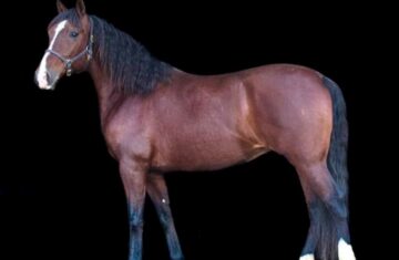 Carmona-SRF-Andalusian-Mare