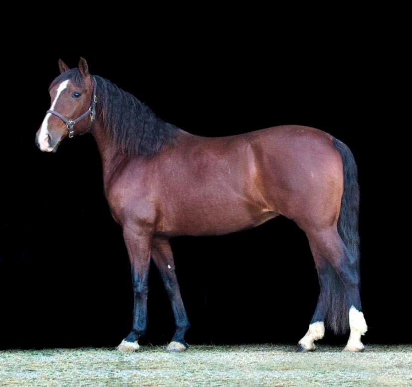 Carmona-SRF-Andalusian-Mare