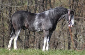 Casino-Royale-Tennessee-Walking-Gelding