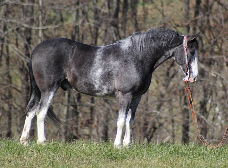 Casino-Royale-Tennessee-Walking-Gelding