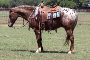 Champ-Quarter-Gelding
