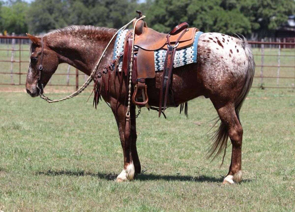 Champ-Quarter-Gelding