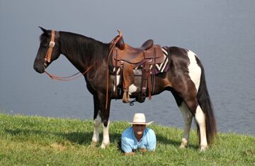 Charger-Saddlebred-Gelding