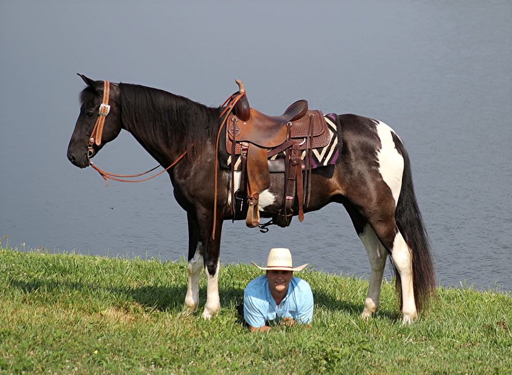 Charger-Saddlebred-Gelding
