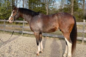 Charlie-Warmblood-Gelding-2