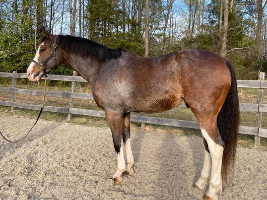 Charlie is a 16.2 hand 11 year old Hanoverian ge