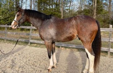 Charlie-Warmblood-Gelding
